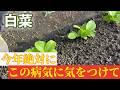 【白菜】今年はこの病気が流行る予感。早めに準備しましょう