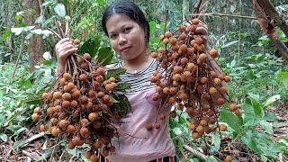 ‼️PANEN BUAH LENGKENG HUTAN KALIMANTAN ‼️