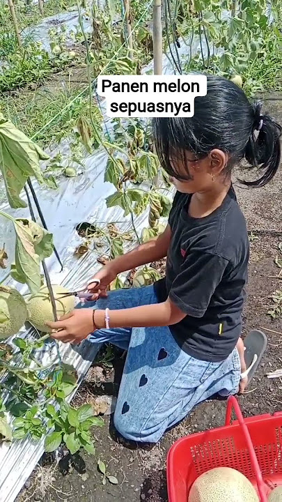 PANEN MELON SEPUASNYA?! #panen #fyp  #short