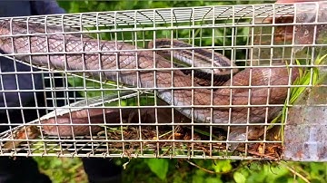 Bẫy rắn , bẫy tặc quá nhiều | steal snake trap