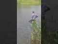 Рибалка в селі Горбово на річкі прут Чернівецька область