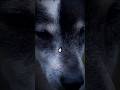 O VAZIO INFINITO#cachorro