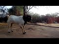 Bokar Goat Awesome Stunts Bokar Goat Awesome Stunts