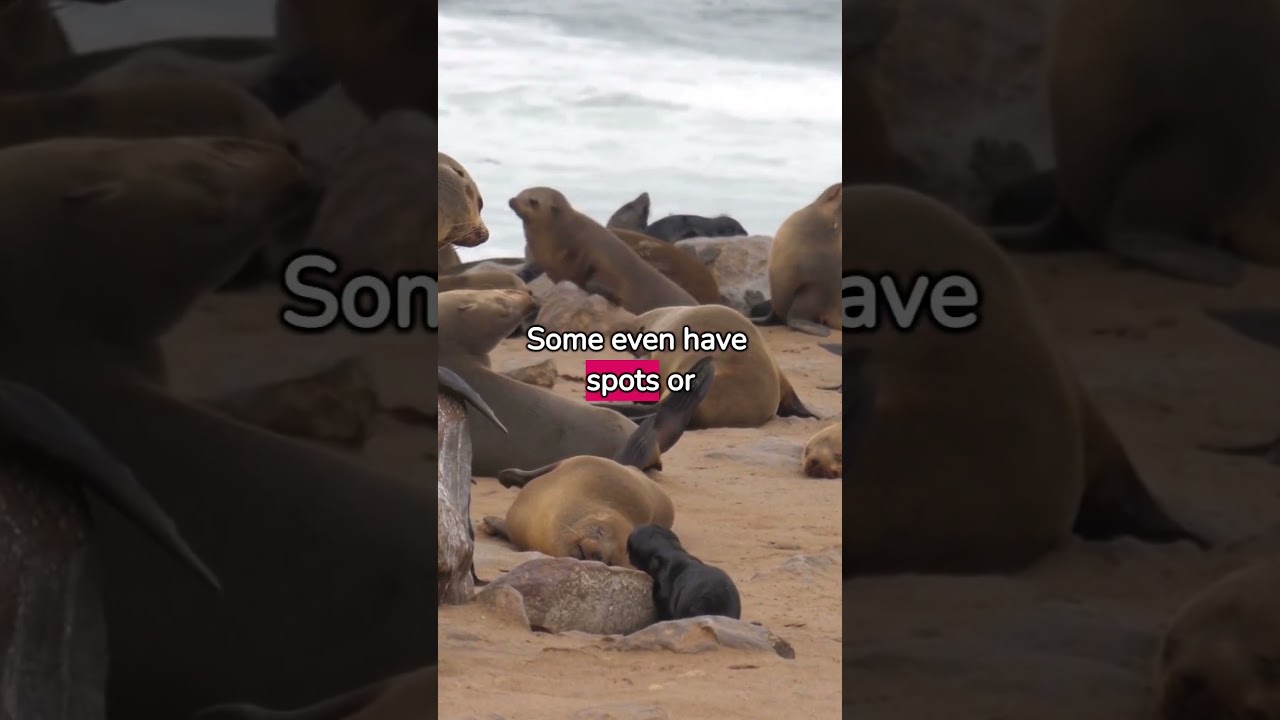 Seal-iously adorable moments with these playful ocean pals! 🌊😍