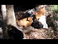 7-Week Old Chickens Taking Dirt Bath