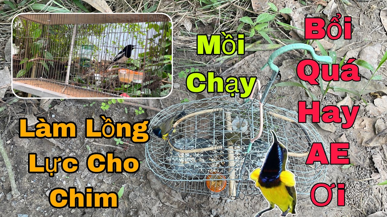 Đi Bẩy Chim Hút Mật 5 Màu Lụm Được Em Bổi VIP Và Làm Lồng Lực Cho Chim | B Long TV 