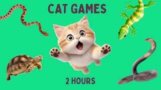 Cat Games  Lizard, Cobra, Snake, Turtles Running on Screen for your Cat to Play