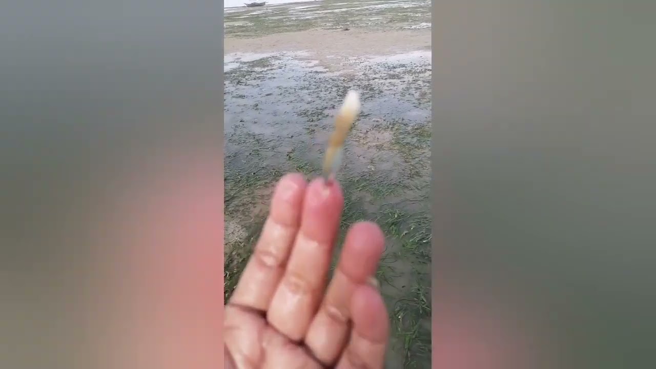 shorts bite crabs pain YouTube