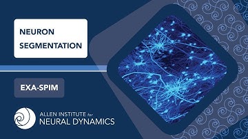 Neuron Segmentation | ExA-SPIM
