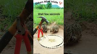 Crazy DIY Trick! Quickest Bird Trap Ever Seen 😲 #shorts #birds