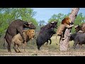 PREDATOR BECOMES THE PREY | Buffalo Herd Flick Lion Into Air and Knock Down To Rescue Warthog
