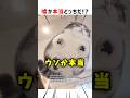 【あなたは何問正解できる？🐱】ウソか本当どっちだ！？ #クイズ #猫 #ショート #かわいい #おもしろ #cat #shorts
