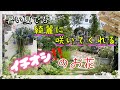 【ガーデニング】【オススメ夏花】暑い夏でも綺麗に咲いてくれるおすすめ夏のお花　購入苗の植え付け　オシャレで可愛いガーデン雑貨