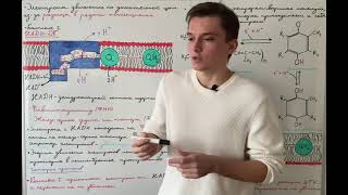 картинка: Окислительное фосфорилирование: I и II комплексы дыхательной цепи