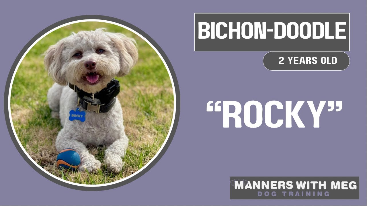 Bichon-Doodle / Dog Training / Obedience 