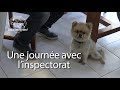 Salut les bêtes : une journée avec l&#39;inspectorat !