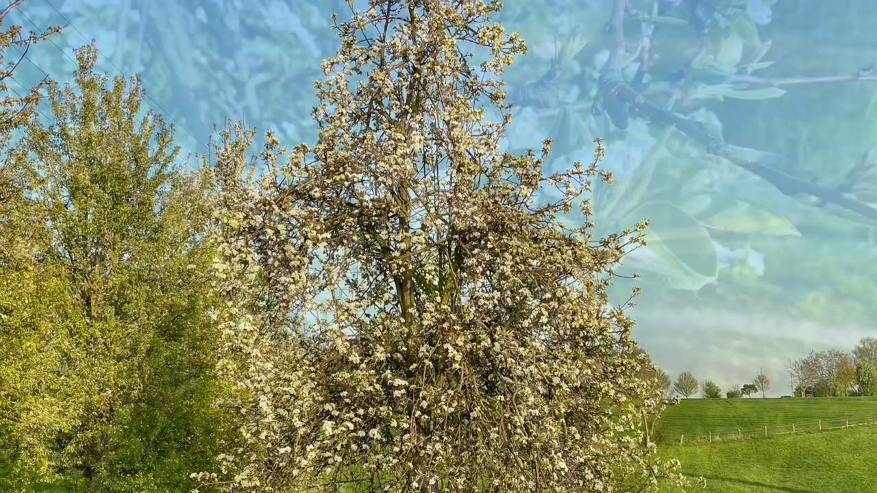 Marius Müller Westernhagen | Lass uns leben (feat. MiMi)