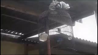 SOGON MATERI ZIPPER PLECI SAMBUNG BREM CIBLEK CILILIN