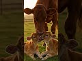 Cow and Newborn Calf #shorts #animal #aivideo #animals #viralaivideos #short