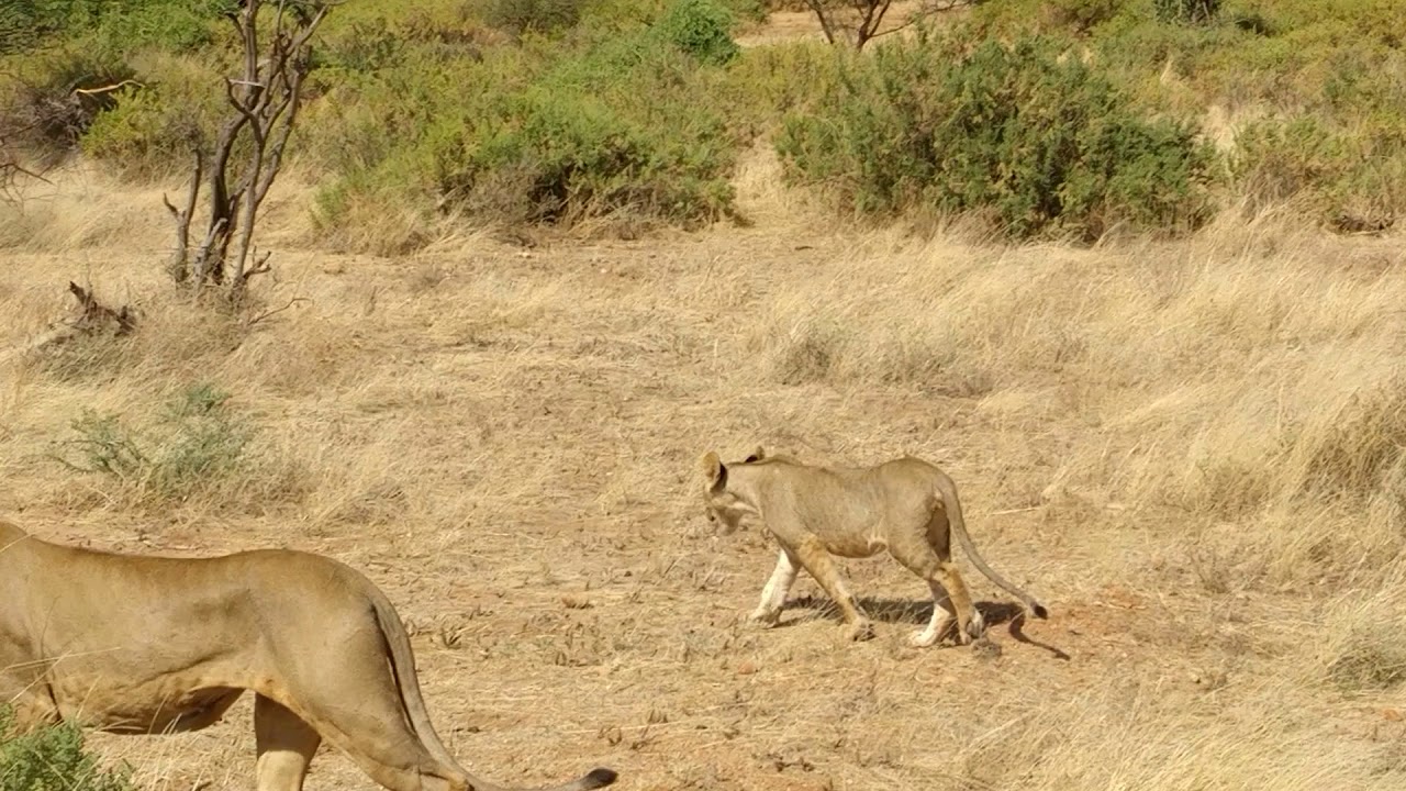 Ebo On Tour 18 10 Lowen Im Samburu Nationalpark Kenia Youtube