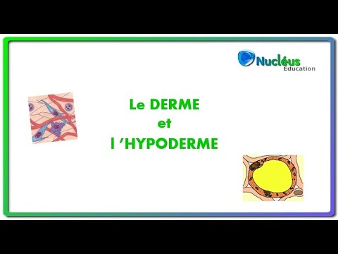Le derme et l&rsquo;hypoderme - CAP esthétique coiffure - Biologie