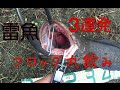 部郡 用水路の雷魚攻略!! 6日目 秋は小さめのフロッグがいいね。