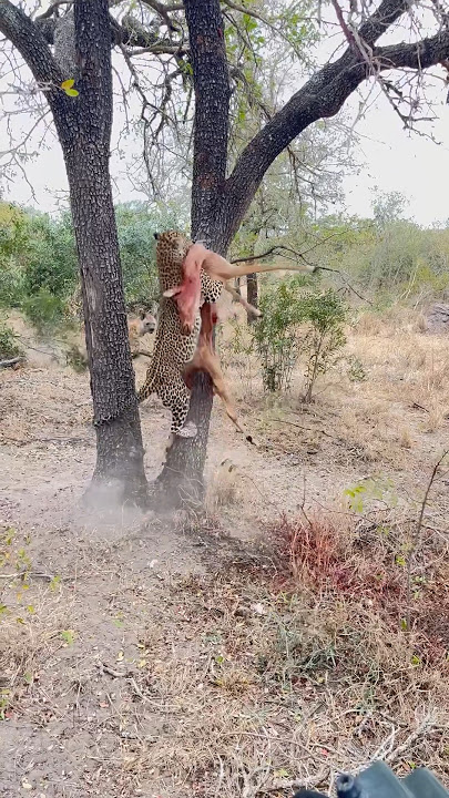 How FAST and STRONG is a LEOPARD 🤯🐆 #leopard #safari