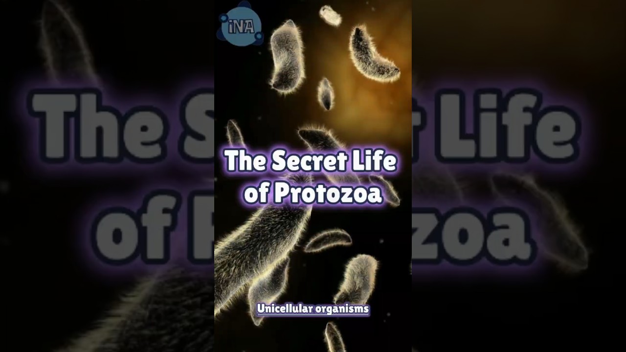Unseen LIFE in Water: Meet the PROTOZOA!