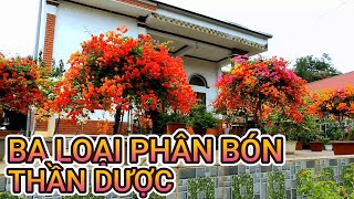 Bón ba loại phân bón này cho cây hoa giấy không khác gì bón thần dược thuốc tiên