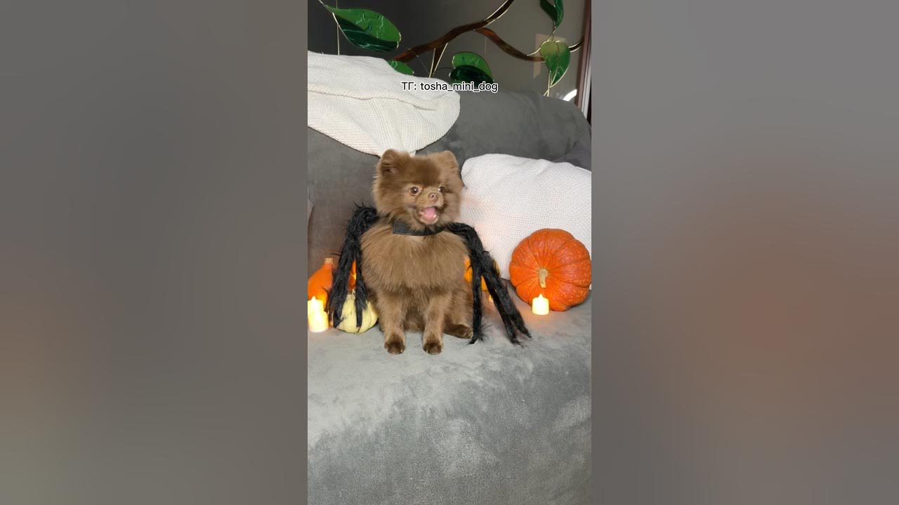 Костюм паука 🕷️ для собаки 😱 #хэллоуин #halloween #забавныеживотные # ...