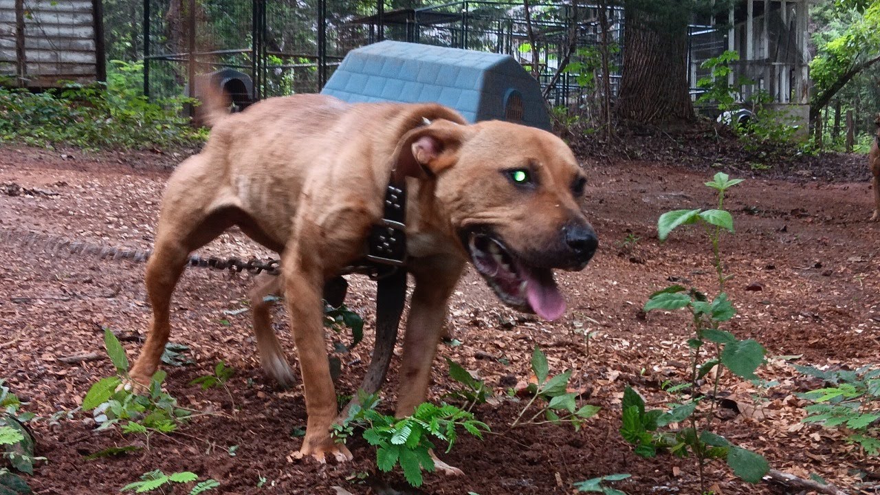 The Importance of Coyote & Hogg hunting within the [ APBT ] COMMUNITY ...