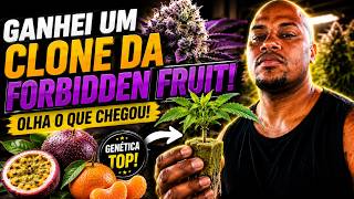 I GOT A FORBIDDEN FRUIT CLONE! 🥭🍊🌱 Look What I Got My Hands On!