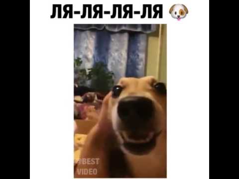 Мем с собакой ля ля ля