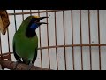 Pancingan Cucak Ijo Suara Jernih Mp3 - Mp4 Download