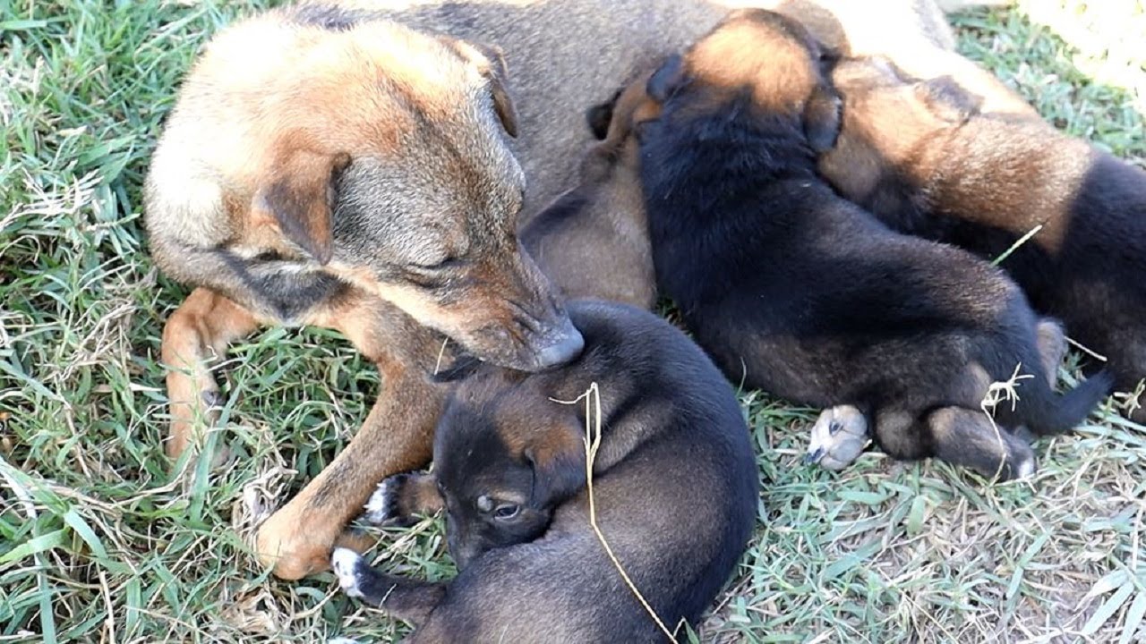 A Mother's Love : Mother dog feeding milk and take care of her tiny ...