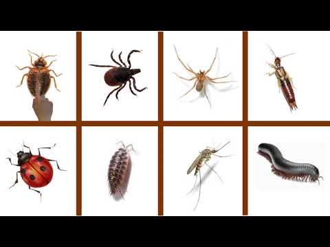 Video: Böcekler Hakkında Ders – Çocuklara Bahçedeki Böcekleri Öğretmek