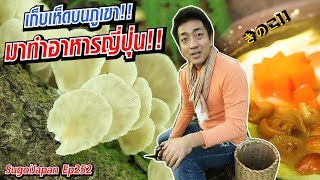 ฮิโระซังพาเดินเก็บเห็ดบนภูเขามาทำอาหาร!!!  Mushroom Nagano | SugoiJapan | Ep252