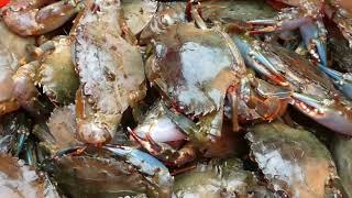 Tingog sa Freshkong Kasag/Crabs, abante ra permi dol. @Barobo, Surigao del Sur.