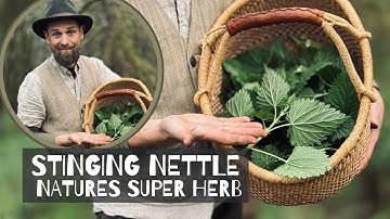Stinging Nettles - Natures Super Herb