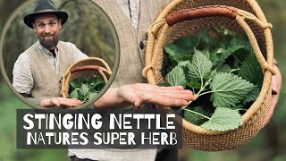 Stinging Nettles - Natures Super Herb