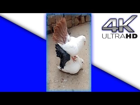 Qadimgi qaroqchilar ishtirokidagi onlayn porno