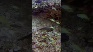 Yellow-edged moray eel - AMAZING FACTS #shorts 🐍🐠💙