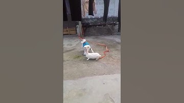 dog#shorts#funny#comedy#pavilion#cutpuppy#doglovers#video#shorts##❤️❤️❤️❤️