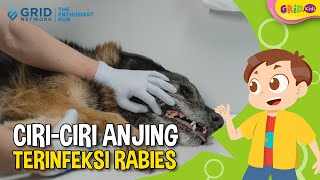 🐕 Kenali Ciri-Ciri Anjing Kena Rabies dan Cara Pencegahannya Terbaru 2023