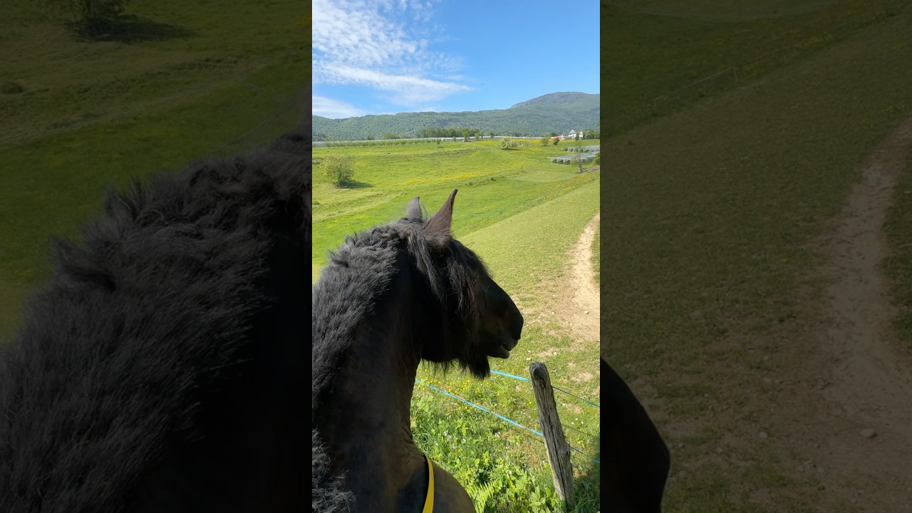 Il choisit sa balade 🥰🌼 #cheval #chevaldetrait #equitation #chevaux
