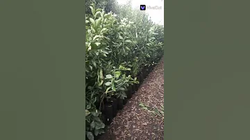 الجيزه كرداسه ابورواش بجوار الطريق الأبيض للتواصل 01144015995 