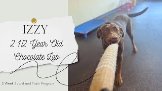 Best Dog Training in Chicago! 2 1/2 Year Old Chocolate Lab, Izzy!