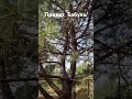 Привет, бабуль! Сциллы под сосной