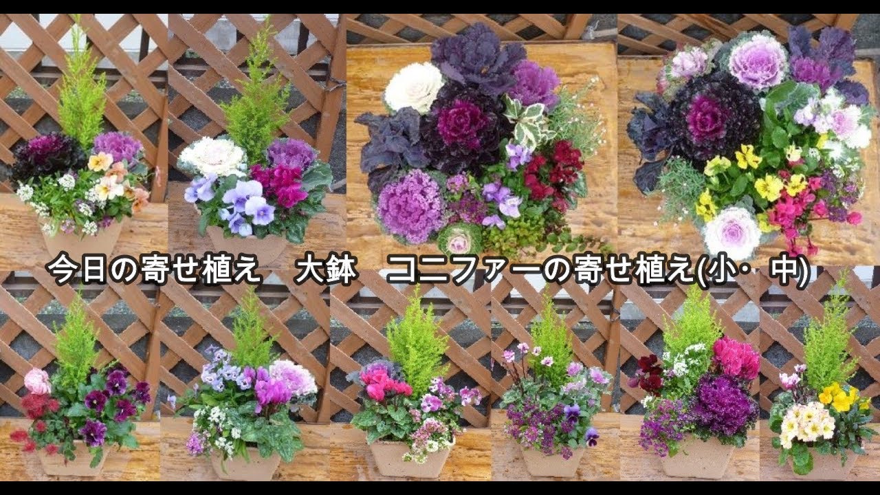 今日の寄せ植え 大鉢 コニファーの寄せ植え（中・小） - YouTube