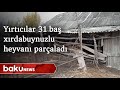 Yırtıcılar 31 baş xırdabuynuzlu heyvanı parçaladı